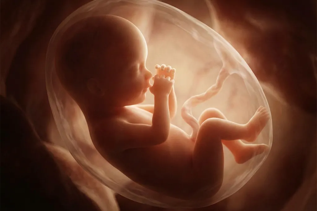 плод.png Извлечение