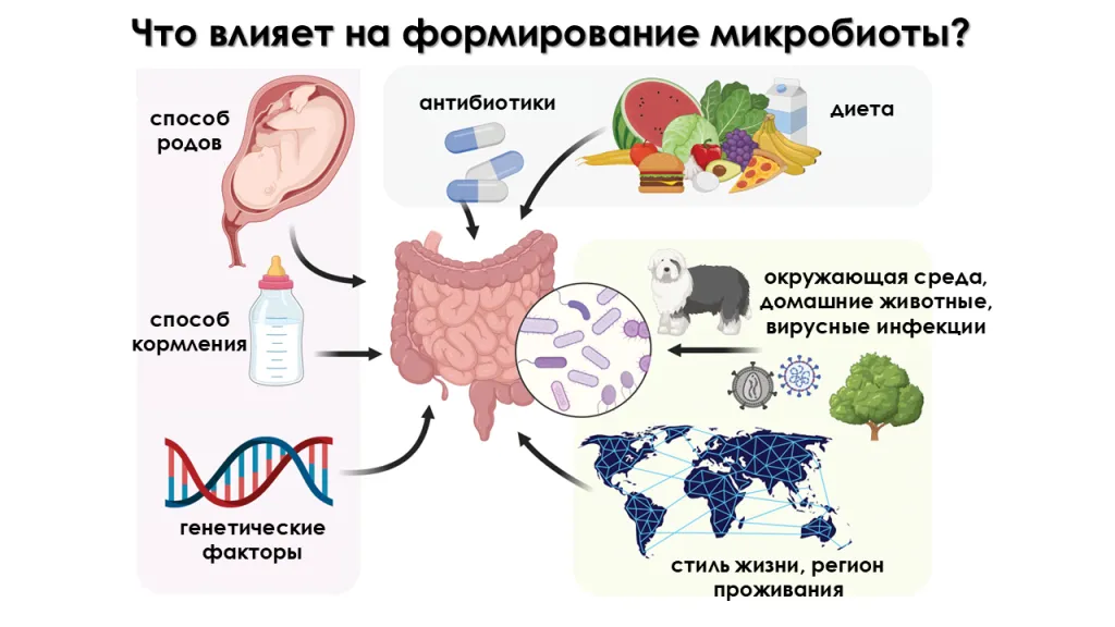 Факторы, влияющие на формирование микробиоты.png Извлечение